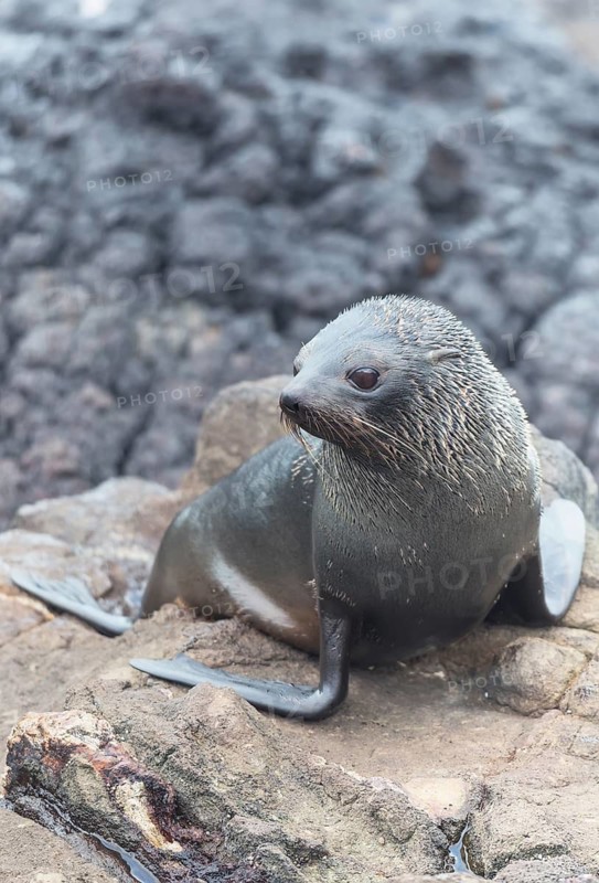 New Zealand Fur Seal Pup (Arctocephalus forsteri), Otago Peninsula, South Island, Otago, New Zealand