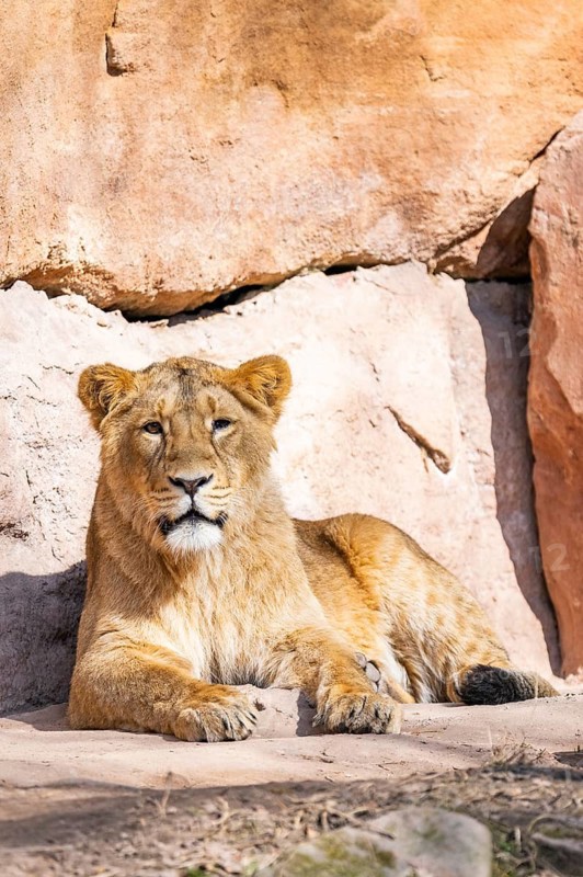 Asiatic lion (Panthera leo persica) on a sunny day in the dessert, captive, habitat in India