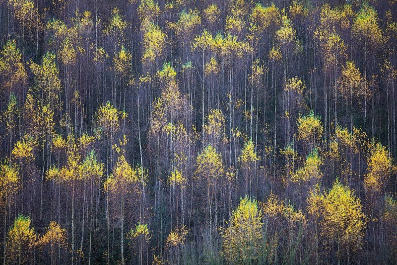 A birch forest in September