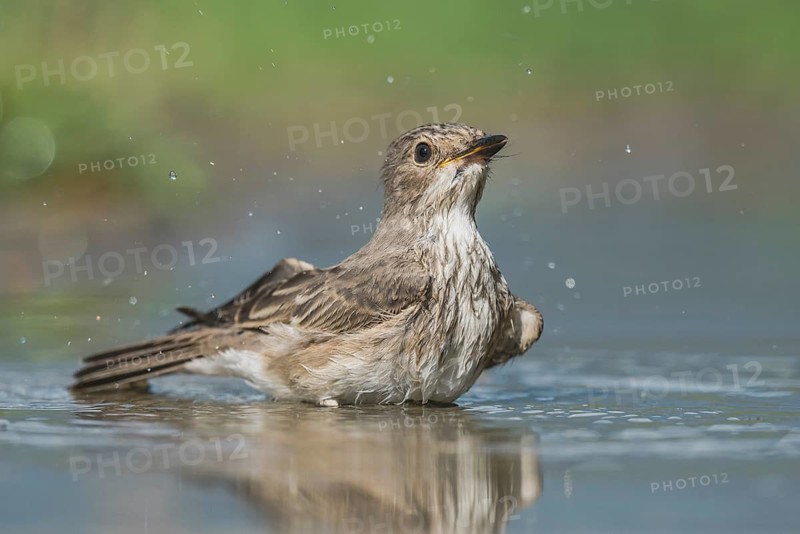 Spotted Flycatcher (Muscicapa striata) bathing, Aosta Valley, Italy