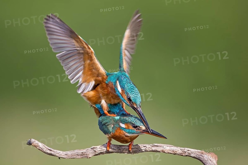 Common Kingfisher (Alcedo atthis) pair mating, Saxony-Anhalt, Germany