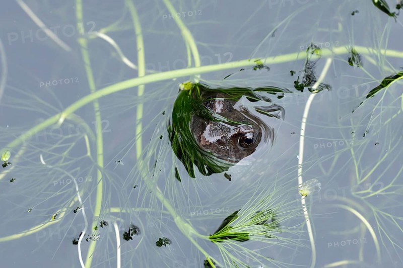 Common frog (Rana temporaria) adult amphibian on the water surface of a garden pond, England, United Kingdom
