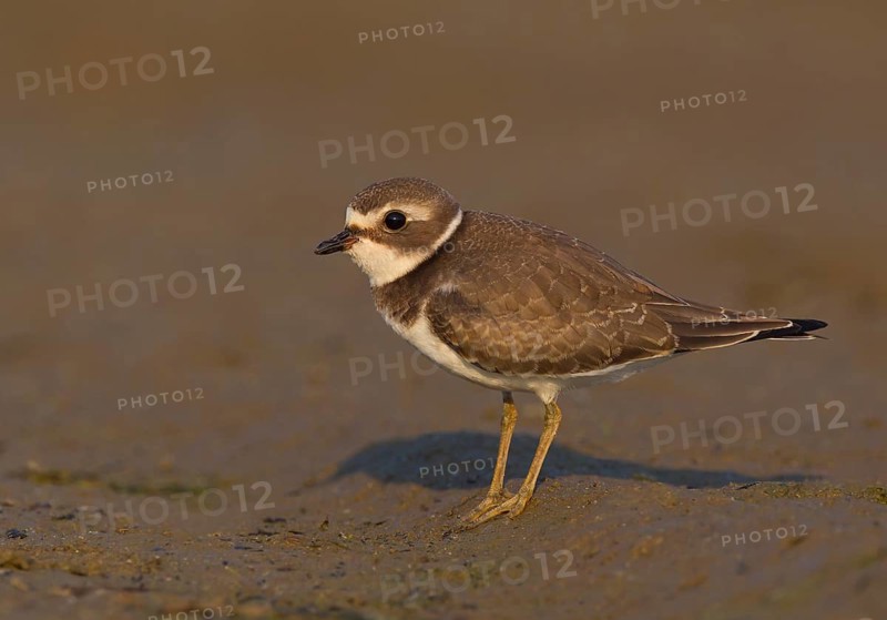 Semipalmated Plover, juvenile