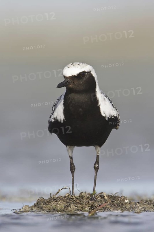 Grey Plover (Pluvialis squatarola), Alberta, Canada