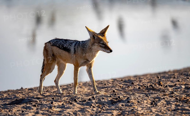 Black-backed jackal (Canis mesomelas), at the waterhole, in the evening light, Savuti, Chobe National Park, Botswana
