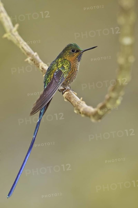 Violet-tailed Sylph (Aglaiocercus coelestis) male, Ecuador