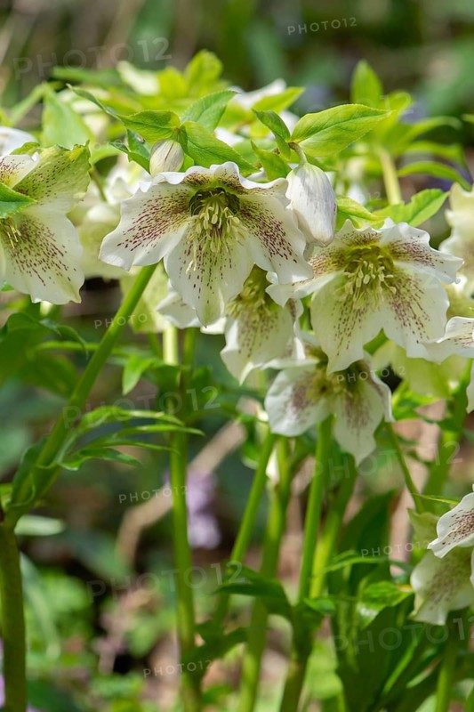 Oriental hellebore (Helleborus orientalis), Bavaria, Germany