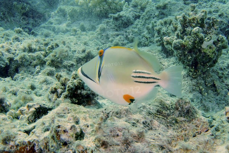 Arabian Picasso Triggerfish (Rhinecanthus assasi)