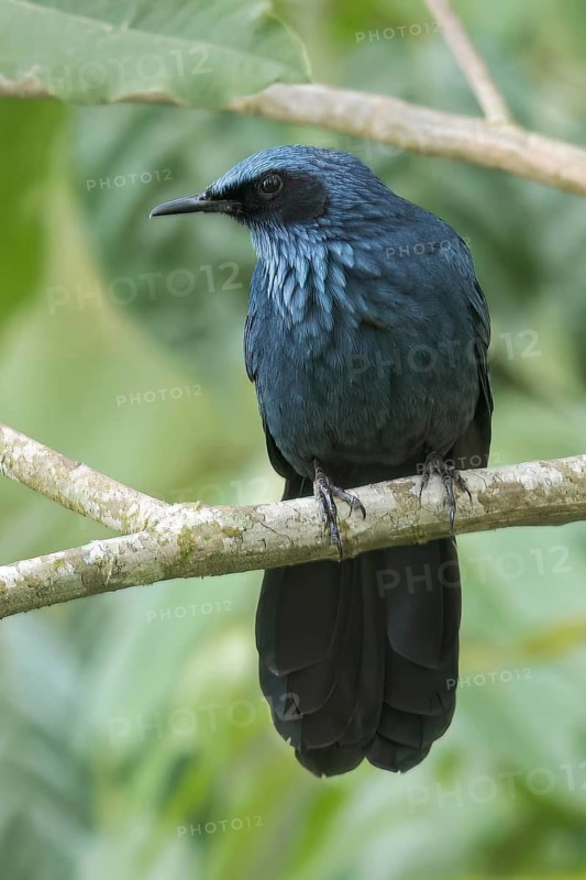 Blue Mockingbird (Melanotis caerulescens) perched on a branch in Oaxaca, Mexico