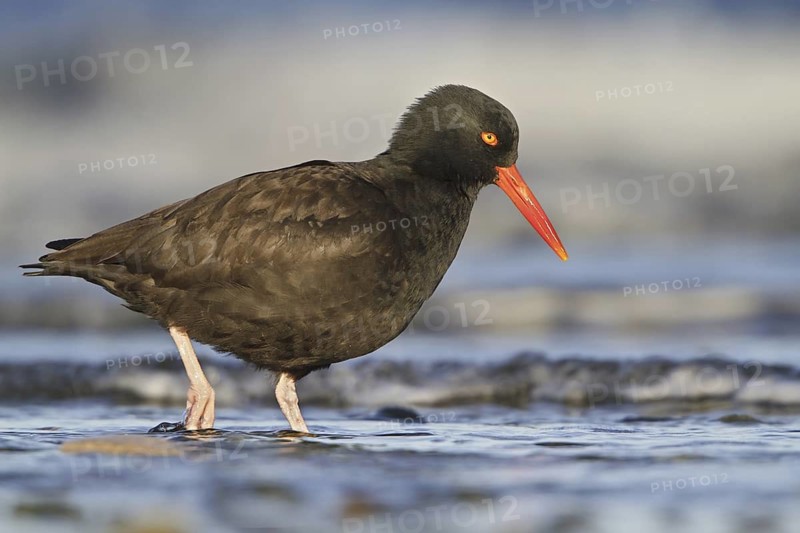 Black Oystercatcher (Haematopus bachmani), British Columbia, Canada