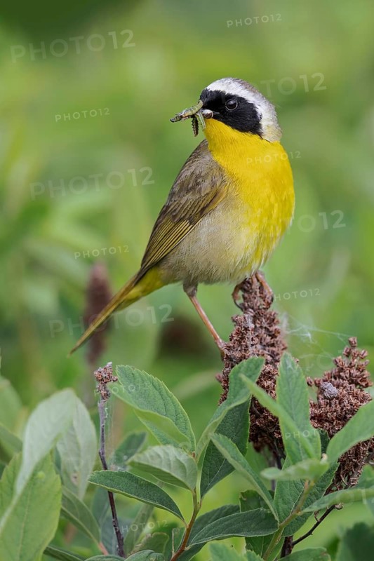 Common Yellowthroat (Geothlypis trichas) perched on a branch in Victoria, BC, Canada