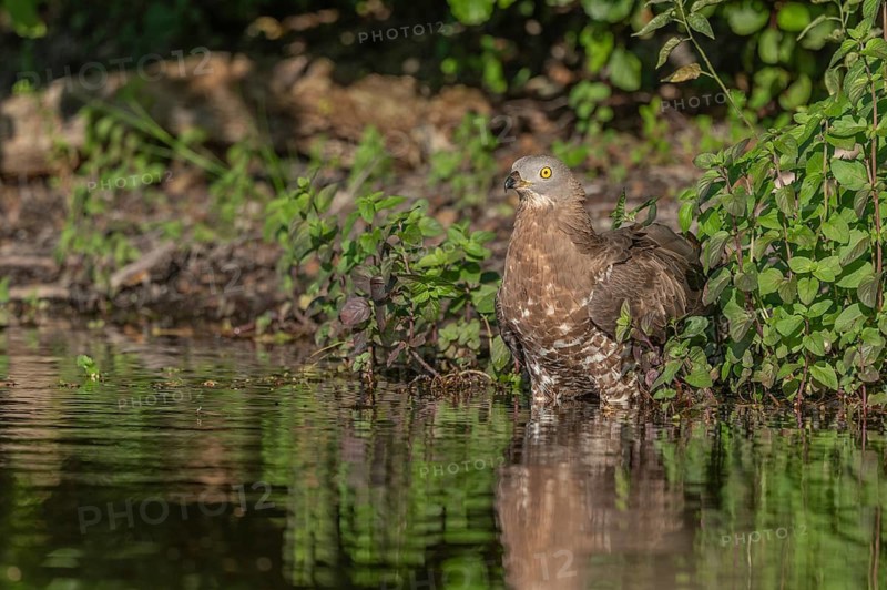 Honey buzzard (Pernis apivorus) - The European honey buzzard observes its surroundings by staying by the water. It sits among green plants and is still in daylight. Bas Rhin, Alsace, France