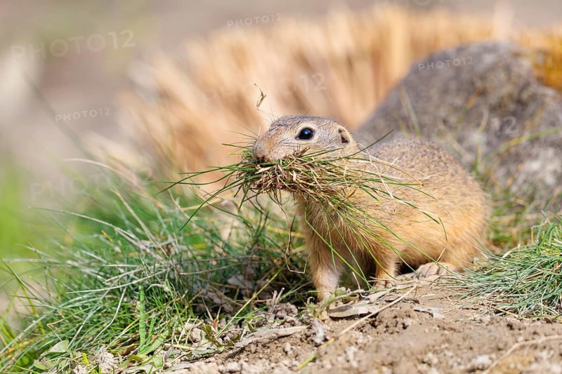 A fully grown European ground squirrel (Spermophilus citellus) carries nesting material in its mouth. Austria