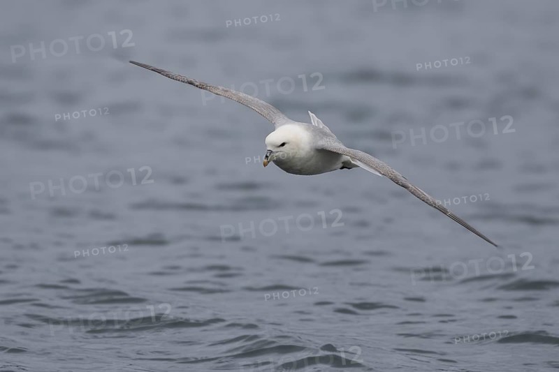Northern fulmar (Fulmarus glacialis), in flight over the sea, Iceland