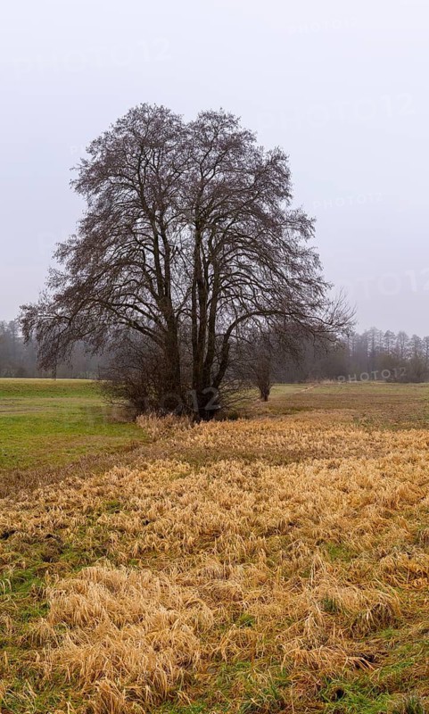 Landscape photography, fog in January, Berlin Lübars, Germany