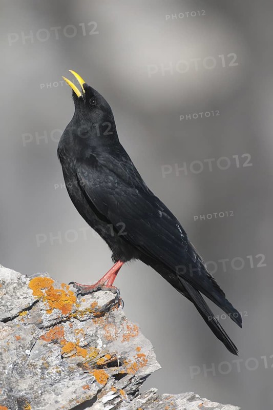 Alpine Chough (Pyrrhocorax graculus), Valais, Switzerland