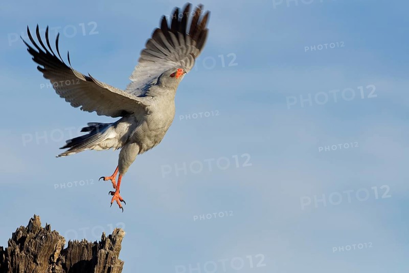 Pale chanting goshawk (Melierax canorus), adult bird, taking flight from a tree trunk, Kgalagadi Transfrontier Park, Northern Cape, South Africa