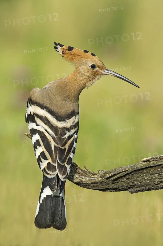 Eurasian Hoopoe (Upupa epops) perched on a branch, Aosta Valley, Italy