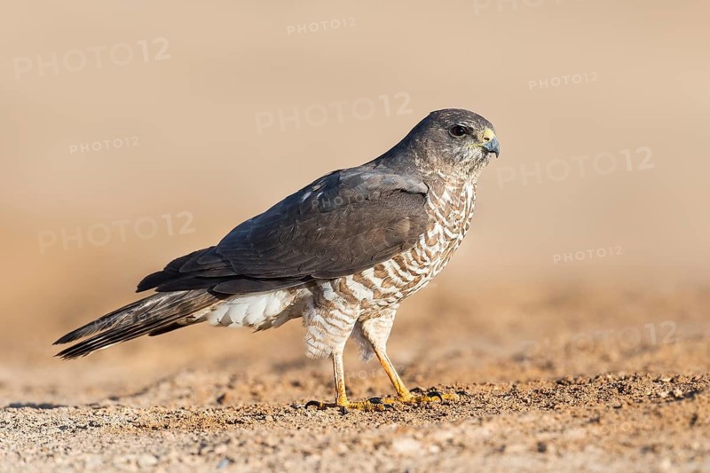 Levant Sparrowhawk (Accipiter brevipes) female, Eilat, Israel
