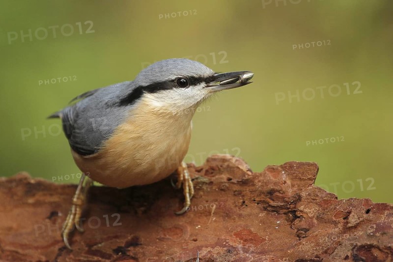 Eurasian Nuthatch (Sitta europaea), Lower Saxony, Germany