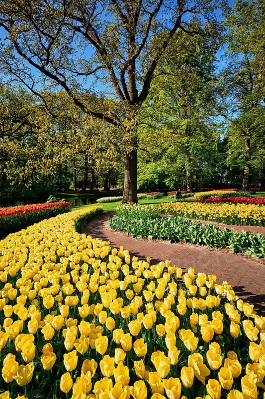 Blooming pink tulips flowerbeds in Keukenhof flower garden, also known as the Garden of Europe, one of the world largest flower gardens and popular tourist attraction. Lisse, the Netherlands
