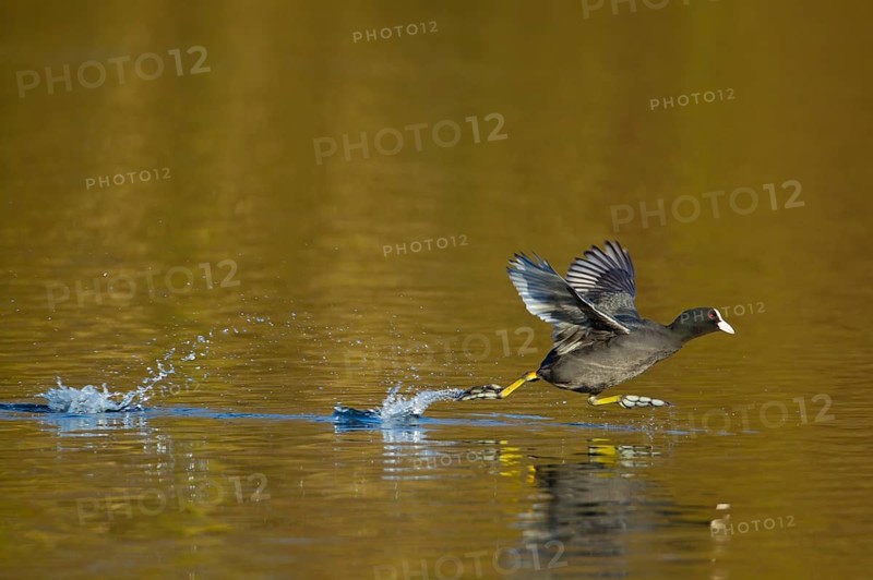 Coot (Fulica atra) adult bird running across the water of a lake, England, United Kingdom