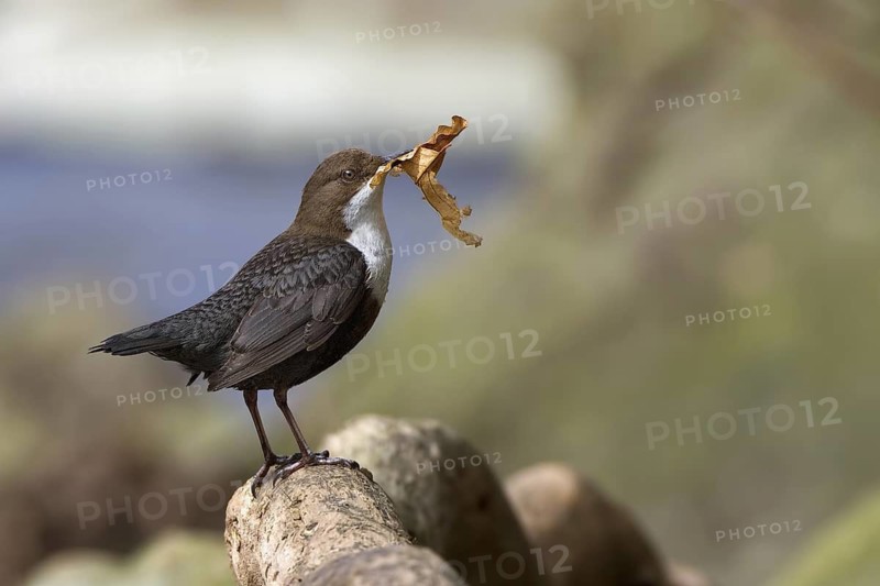 White-throated Dipper (Cinclus cinclus), Saxony-Anhalt, Germany