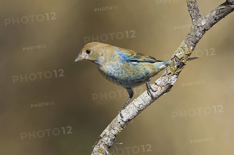 Indigo Bunting (Passerina cyanea) male