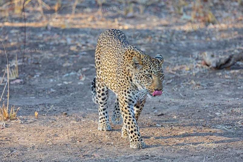 Leopard (Panthera pardus) female Zambia