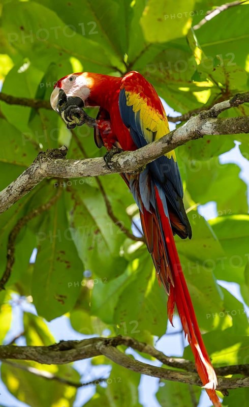 Scarlet Macaw (Ara macao) eating fruit in catappa tree (Terminalia catappa), Puntarenas province, Costa Rica