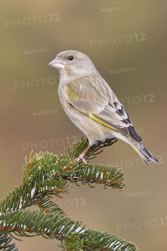 European Greenfinch (Chloris chloris) female, St. Gallen, Switzerland