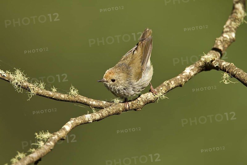 Tasmanian Thornbill (Acanthiza ewingii), Tasmania, Australia