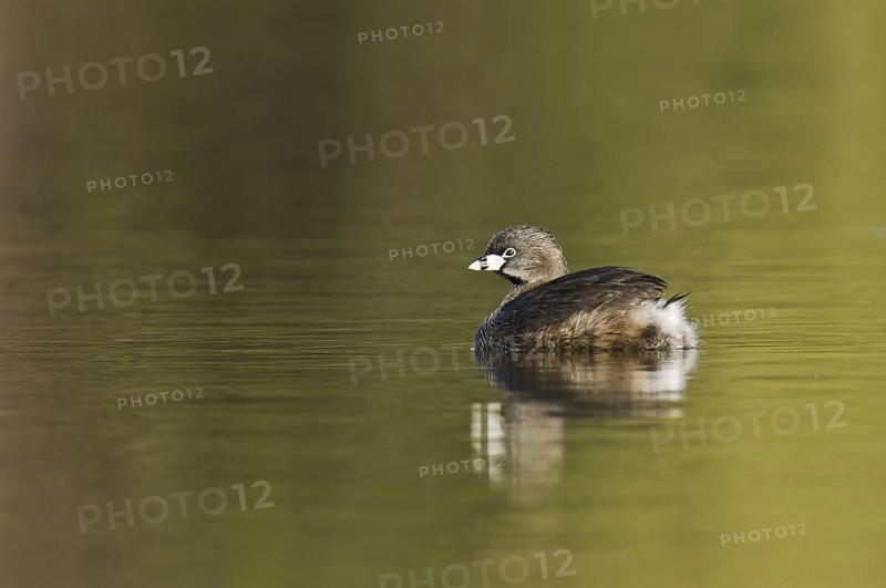Pied-billed Grebe (Podilymbus podiceps), Arizona, USA