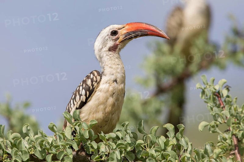 Northern Red-billed Hornbill (Tockus erythrorhynchus), Lake Natron, Tanzania