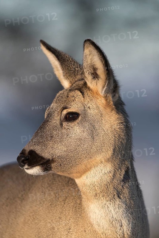 Roe deer portrait with neutral background