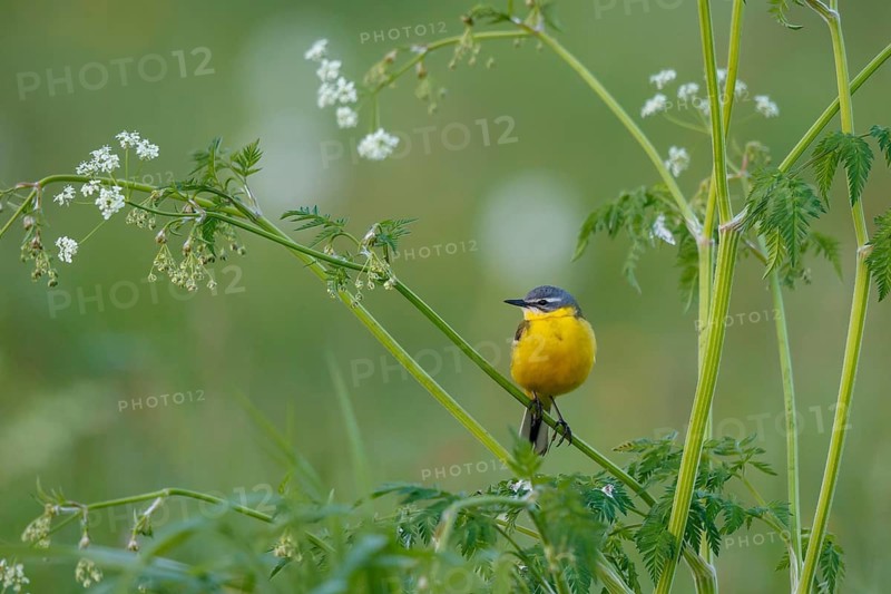 Western Yellow Wagtail (Motacilla flava) male, North Rhine-Westphalia, Germany