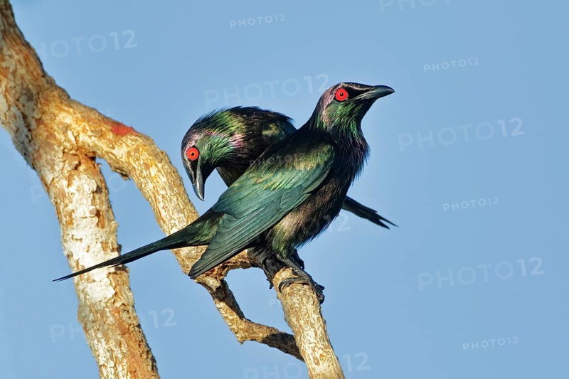 Metallic Starling (Aplonis metallica), Queensland, Australia