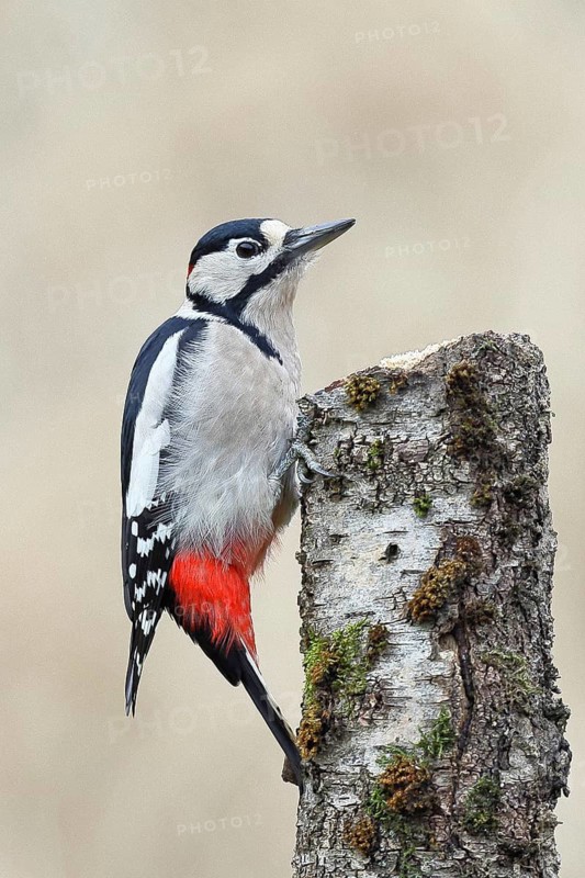 Great spotted woodpecker (Dendrocopos major) female sitting on a birch trunk, Animals, Birds, Woodpeckers, Wilnsdorf, North Rhine-Westphalia, Germany