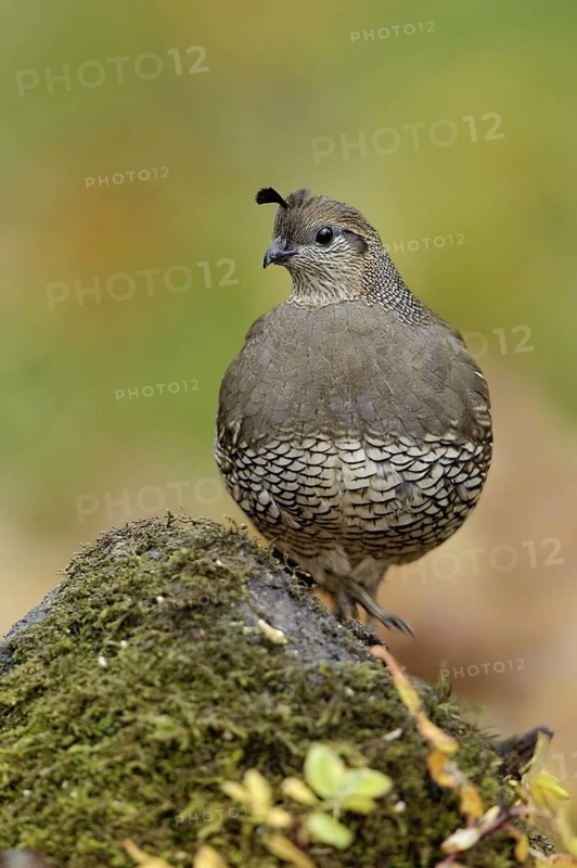 California Quail (Callipepla californica) female, British Columbia, Canada