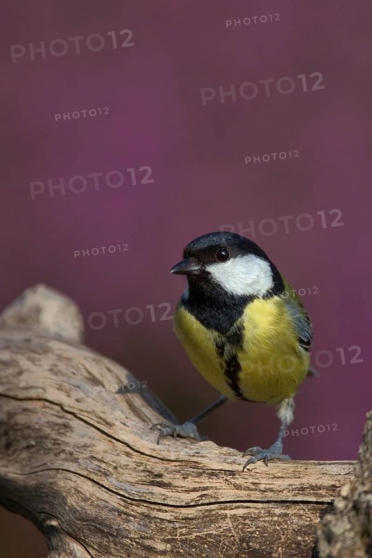 Great Tit (Parus major), North Rhine-Westphalia, Germany