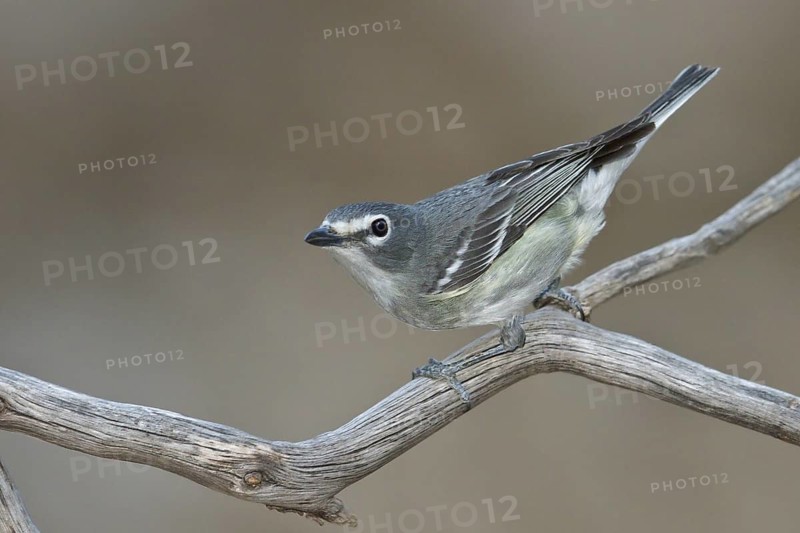 Plumbeous Vireo (Vireo plumbeus) perched on a branch in southern Arizona, USA