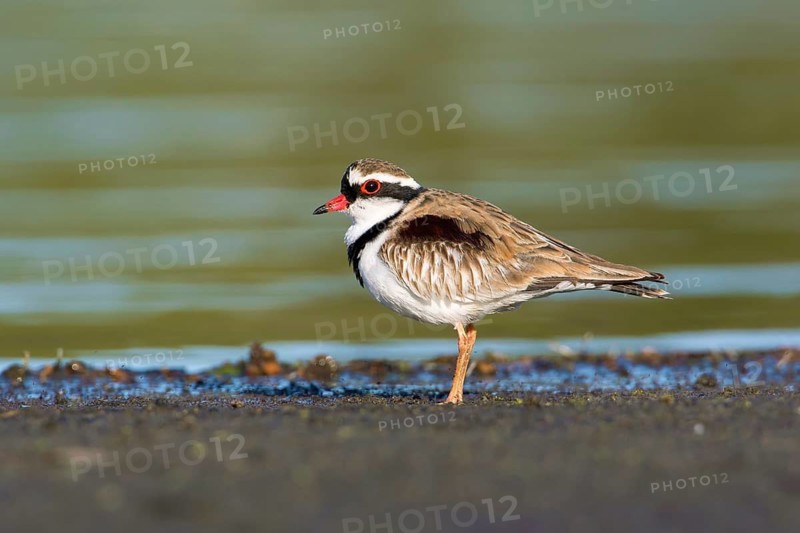 Black-fronted Dotterel (Elseyornis melanops), Victoria, Australia