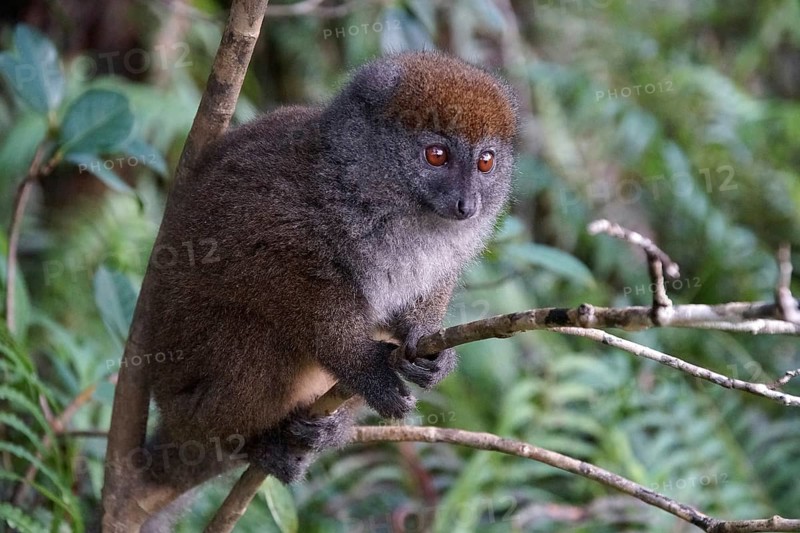 Lemur, Madagascar, Bamboo lemur, Halbmaki, Hapalemur, National Park, Madagascar