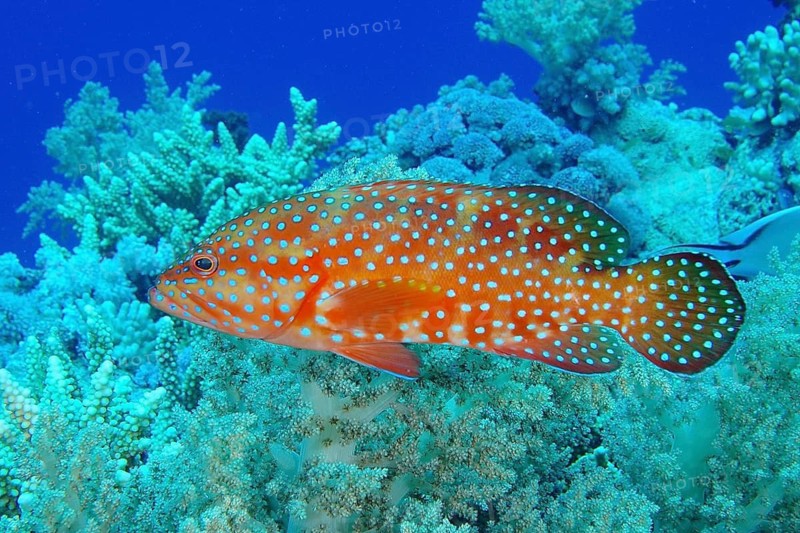 Jewelled grouper (Cephalopholis oligosticta)
