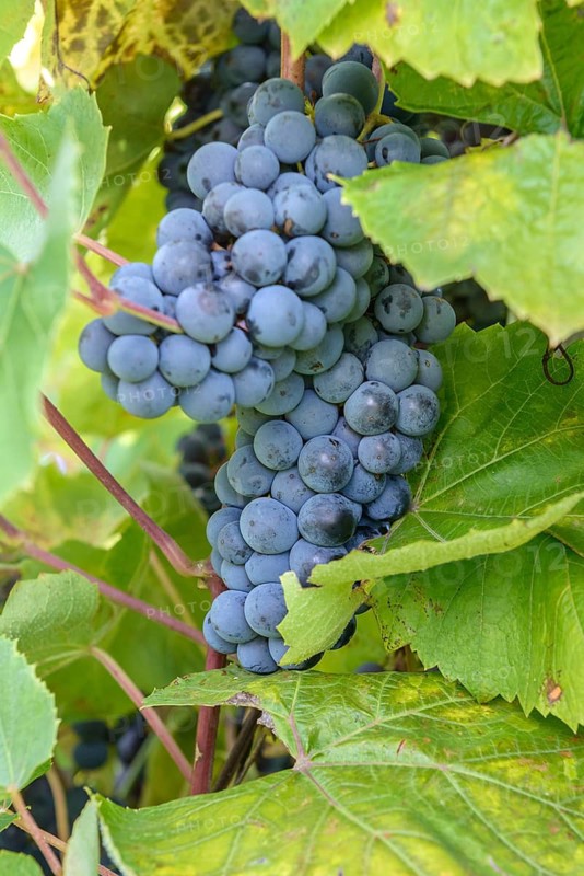 Grapevine (Vitis 'Summersweet'),  Germany