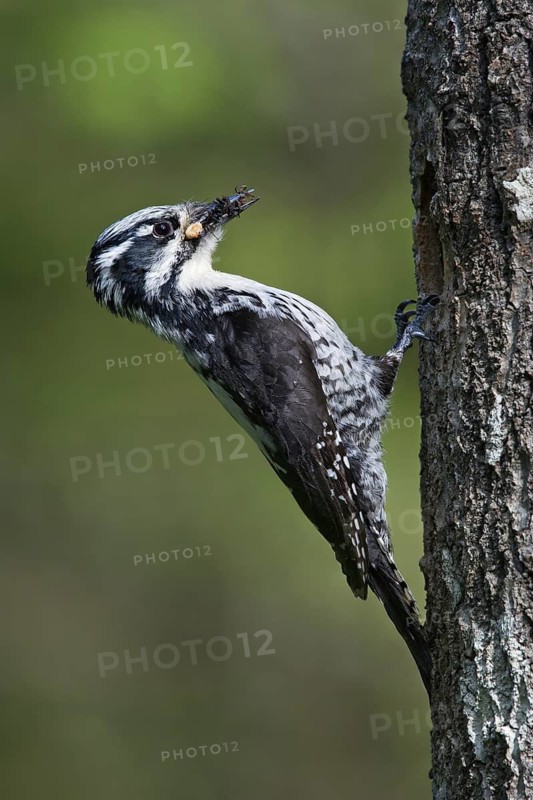 Eurasian Three-toed Woodpecker (Picoides tridactylus) female, Oulu, Finland