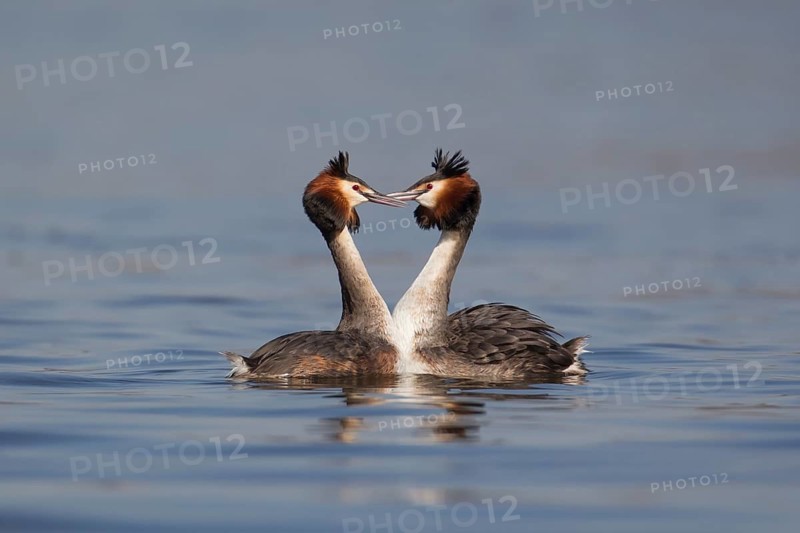 Great crested grebe (Podiceps cristatus) two adult birds performing their love courtship display on a lake in spring, England, United Kingdom