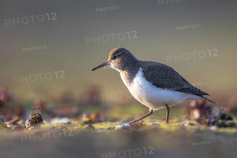Common Sandpiper (Actitis hypoleucos), North Rhine-Westphalia, Germany