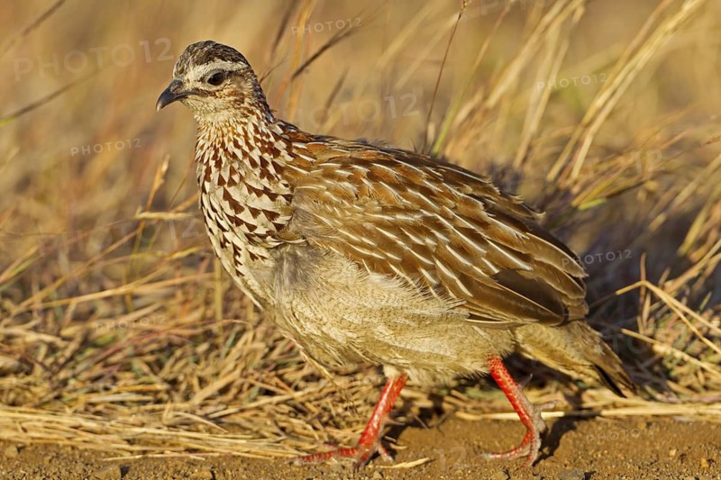 Crested Francolin (Dendroperdix sephaena), Kruger Park, South Africa