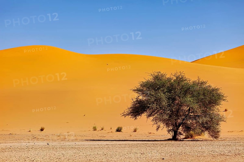 Single tree in front of curved orange-coloured sand dunes under a clear sky, The sand dunes of the Sahara in Algeria